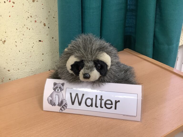 Waschbären 1
