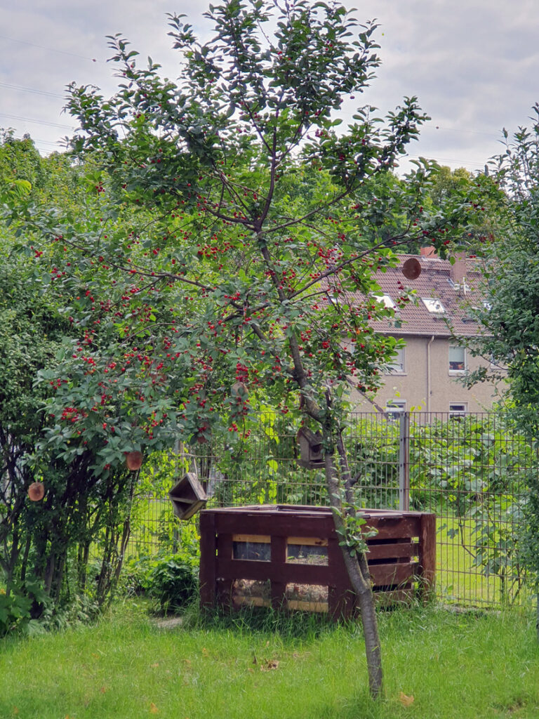 schulgarten_aktuell_3